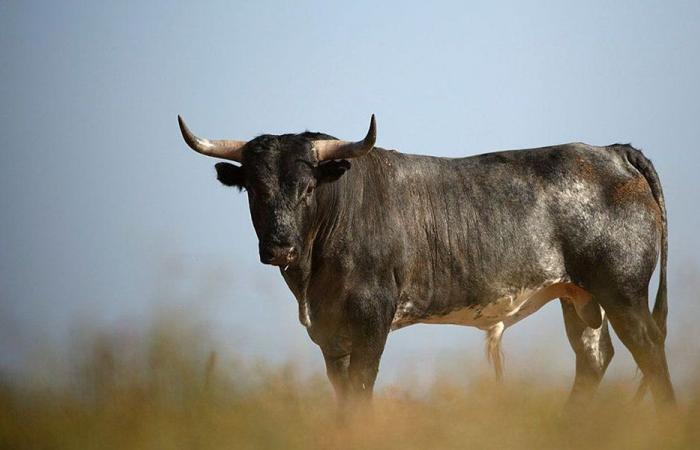 ثور شارد في برج رحال!