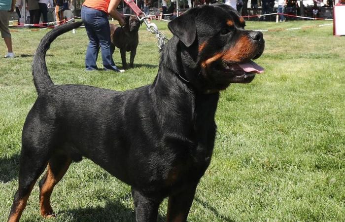 في أميركا… كلبان يفترسان طفلا داخل مركز رعاية