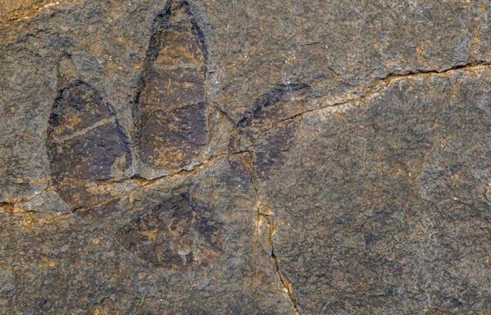 اكتشاف آثار ديناصورات في جنوب إفريقيا