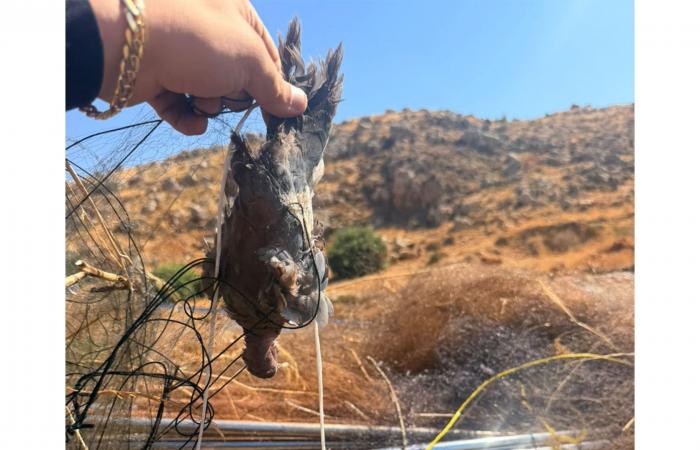 في البقاع.. ضبط أكثر من 20 ألف متر مربع من شباك صيد الطيور (صوَر)