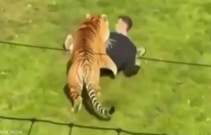دخل حظيرة النمور.. وهذا ما حلّ به! (فيديو)