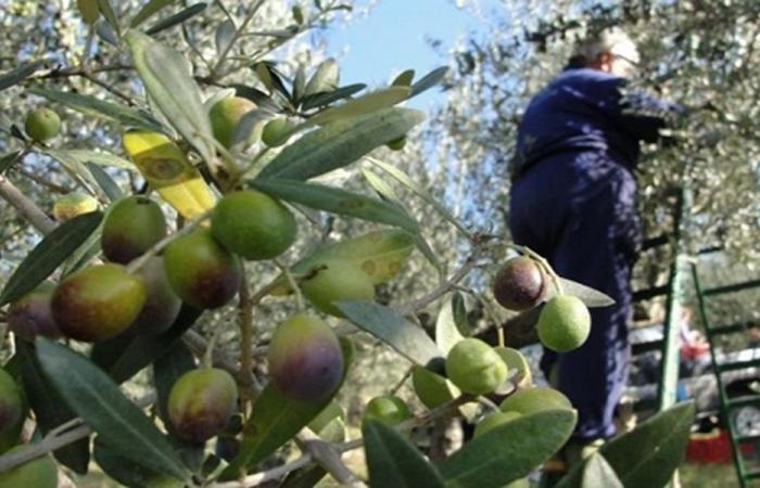 إرشادات من “الزراعة” بشأن قطاف الزيتون